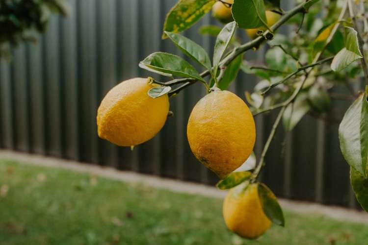 35C James Street Whakatane_17