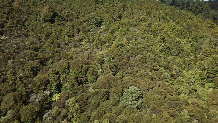 Mata Road Kohukohu_12