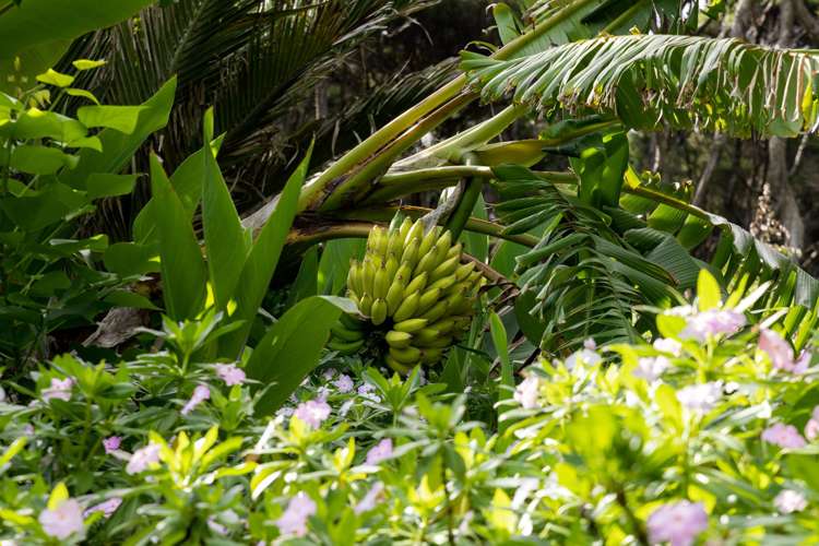 Lot 76 Pembles Bay Kawau Island_33