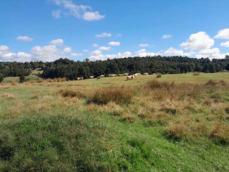 660 Waimate North Road Kerikeri_1