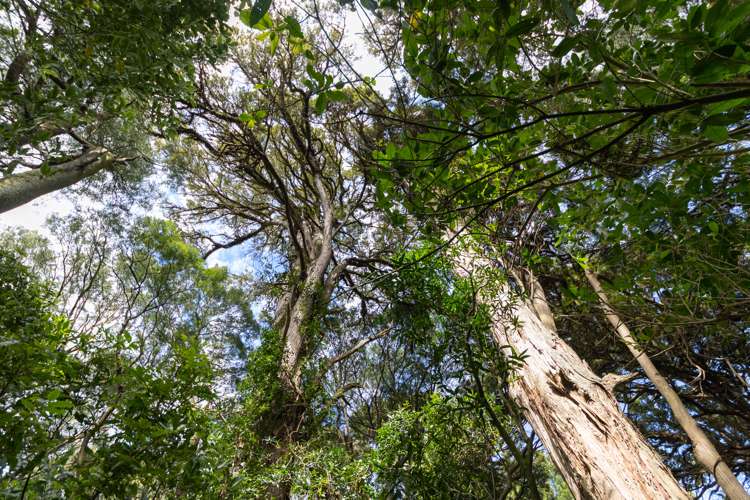 499 Sandon Road Feilding_10