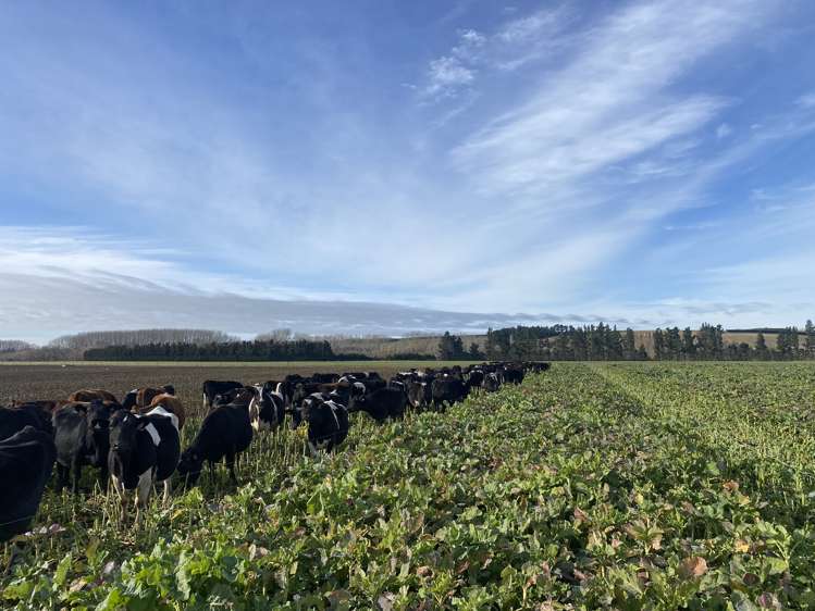 305 Tengawai Flat Road Pleasant Point_0