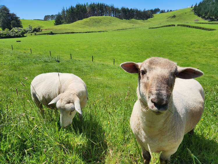 109 Hursthouse Road Tarurutangi_18