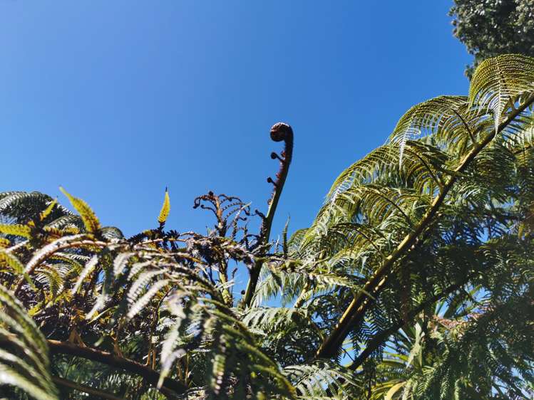 9 Russell Parade Wairoa Country_15