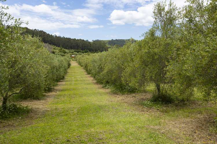 87 Leccino Valley Road Mangonui_33