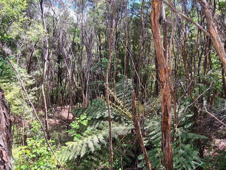 96 Kowhai Drive Coromandel_11