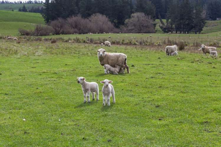 2/449 Hororata Road Coalgate_6