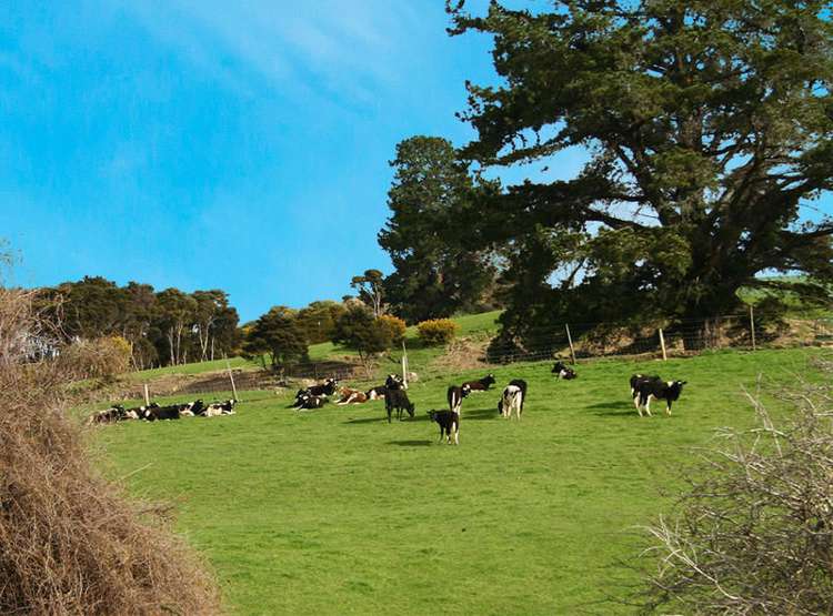 149 Silverstream Valley Road North Taieri_15