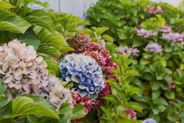 19 Charlotte Drive Omokoroa_14