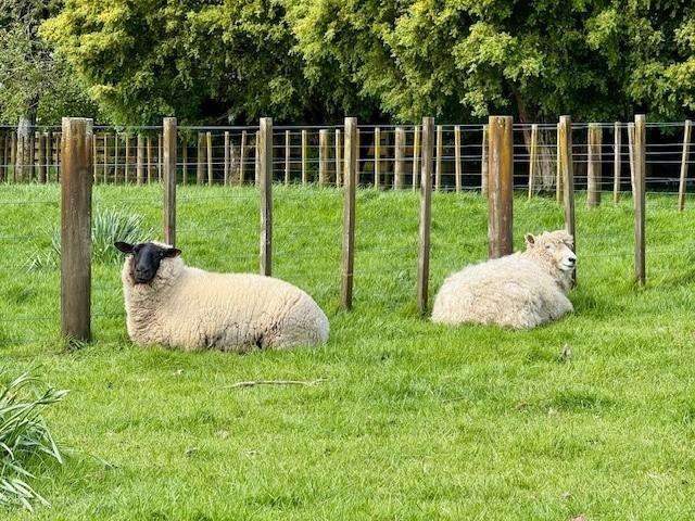 298C Belk Road Omanawa_3