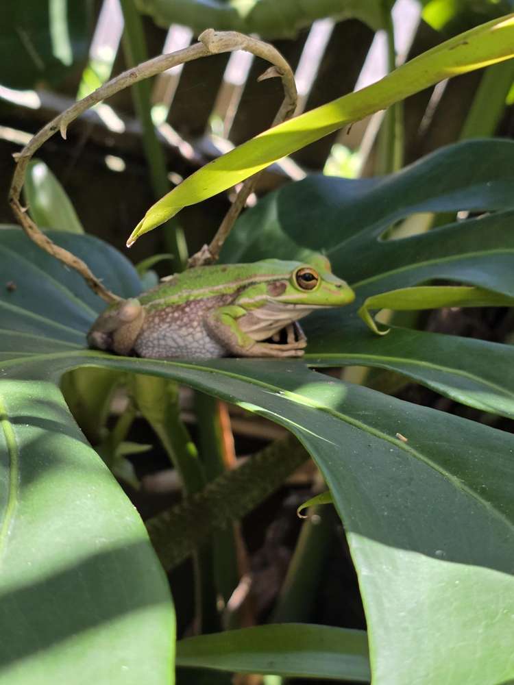 81 Park Rise Campbells Bay_22