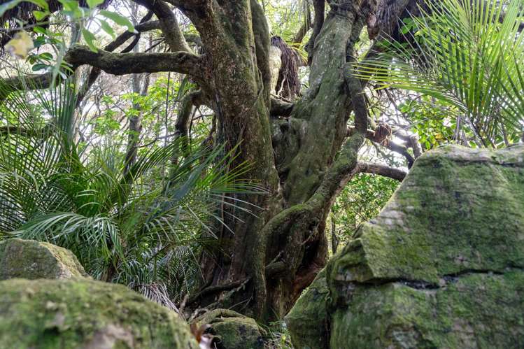 728 Ormiston Road Waipu_33