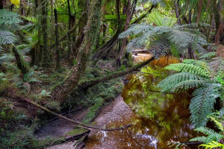 Arawata, Jackson Bay Haast_13