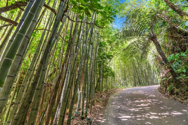 854 West Coast Road Waiatarua_22