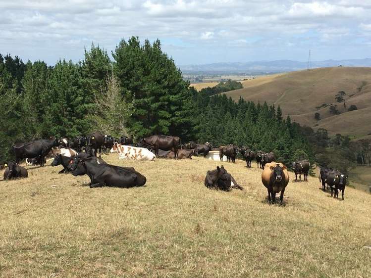 Maratoto Road Hauraki_12