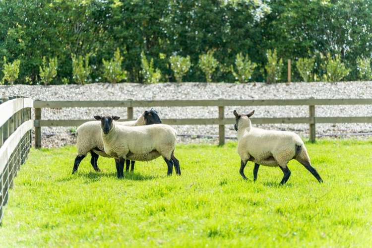 11 Heard Road Ardmore_19