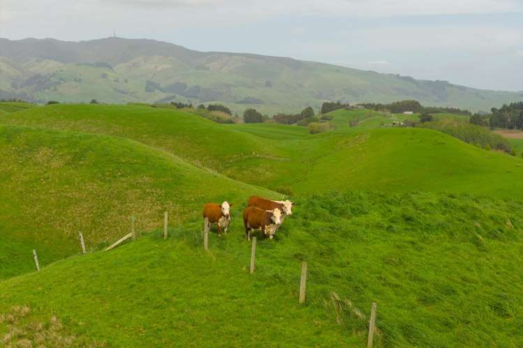 137 Zigzag Road Pohangina Valley_18