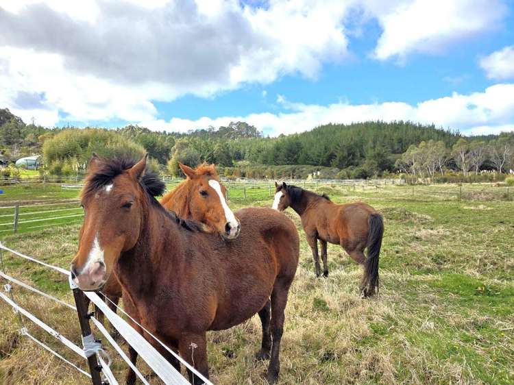 540 SH25 Te Rerenga-Kuaotunu Hwy Otapaurau_17