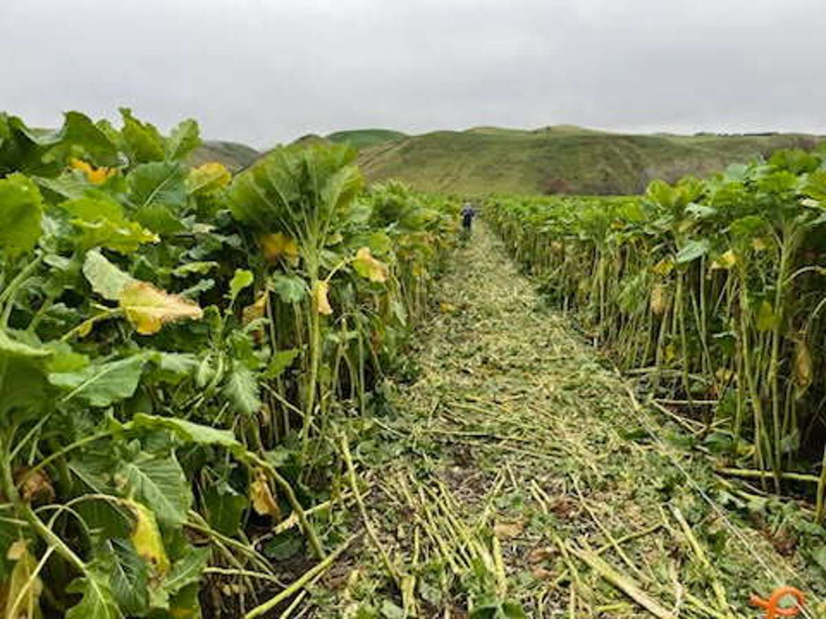 463 Dog Kennel Road_2