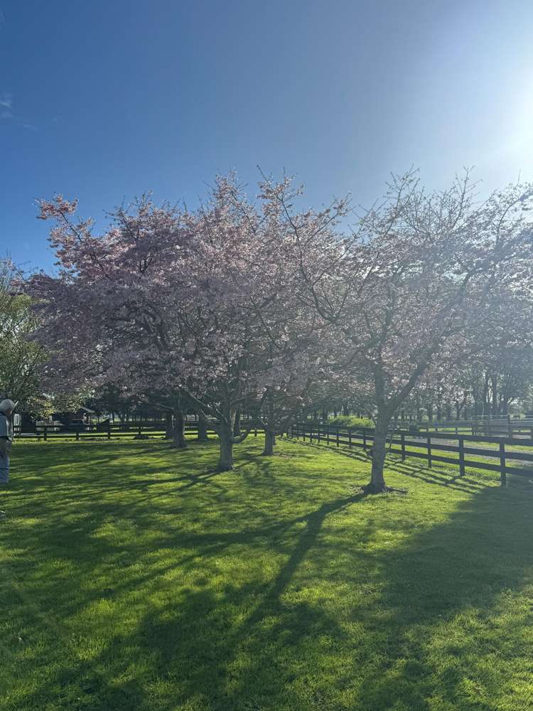 921 Gordonton Road Gordonton_3