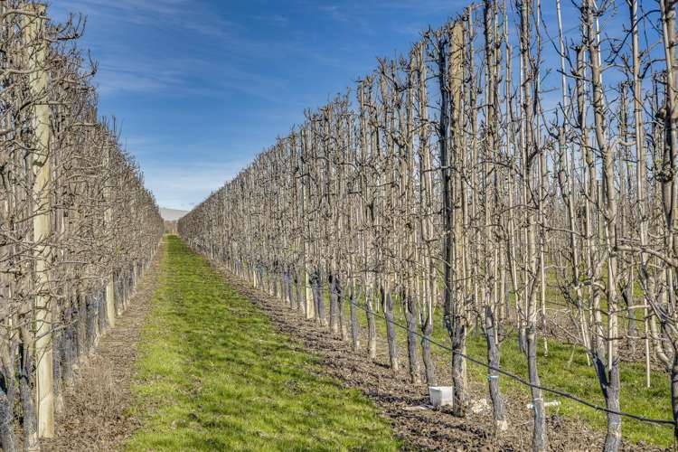 Kiwi Crunch Orchard Portfolio Twyford_24