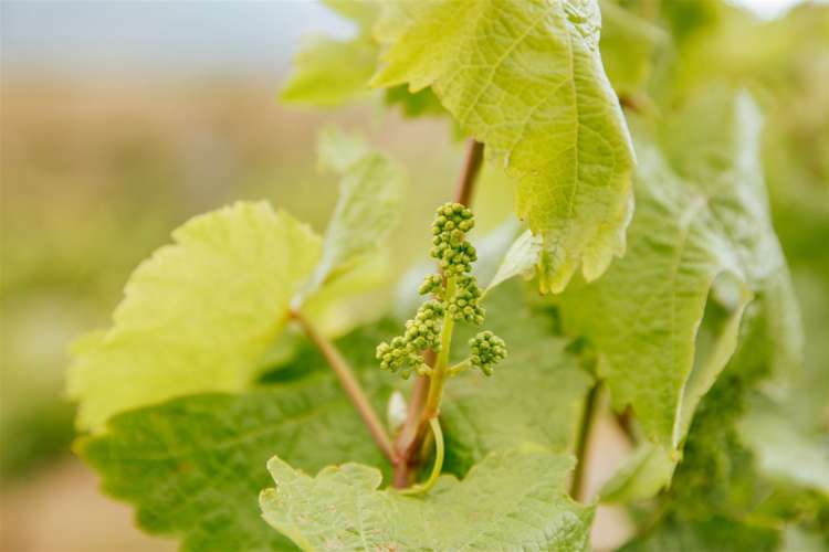 259a Felton Road Bannockburn_10