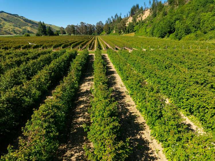 160 Tadmor Valley Road Tapawera_18