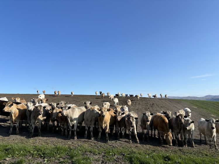 Round Hill Road Five Forks and Surrounds_9