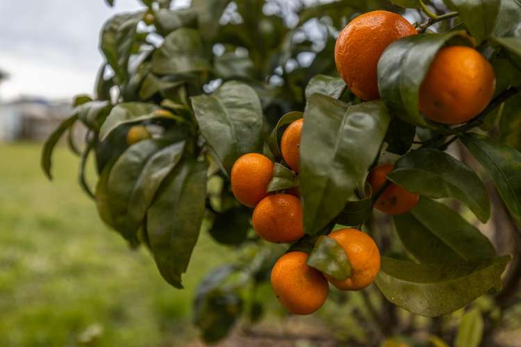 5 Clyde Street Levin_16