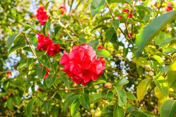 113 Long Melford Road Awapuni_25