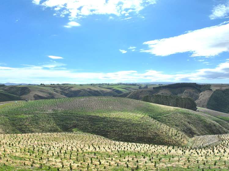 174 McCulloch Road Awamangu_16