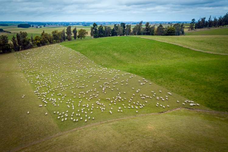 55 Dinda Road Waitohi_7