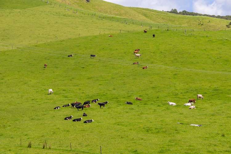 568 Tinopai Road Tinopai_48