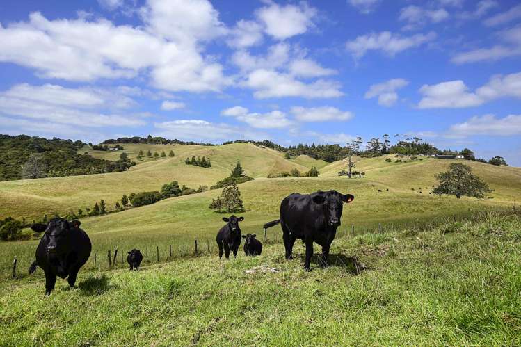 512 Kanohi Road Kaukapakapa_29