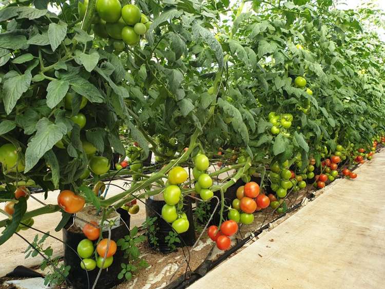 254 Union Road Mauku_13