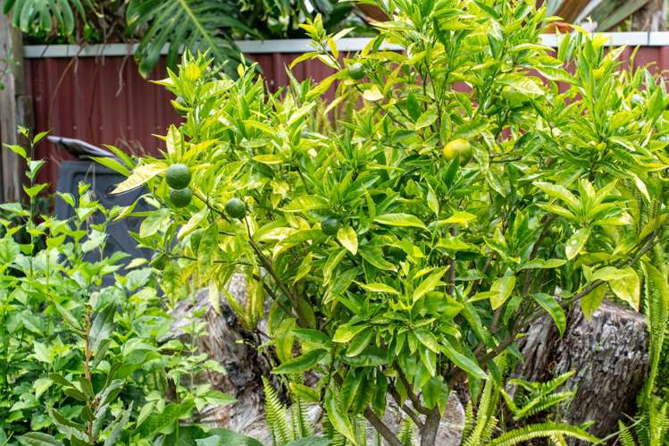 31A Cockburn Street Onerahi_24