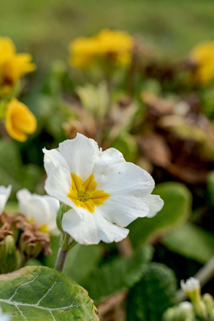 6 Penfold Square Leithfield_23