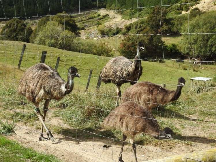 84 Peakes Road Wairau Valley_20