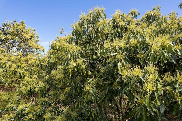 151 Wright Road Aongatete_25