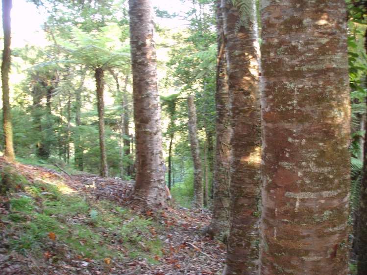 158 Hay Road Hukerenui and Surrounds_19