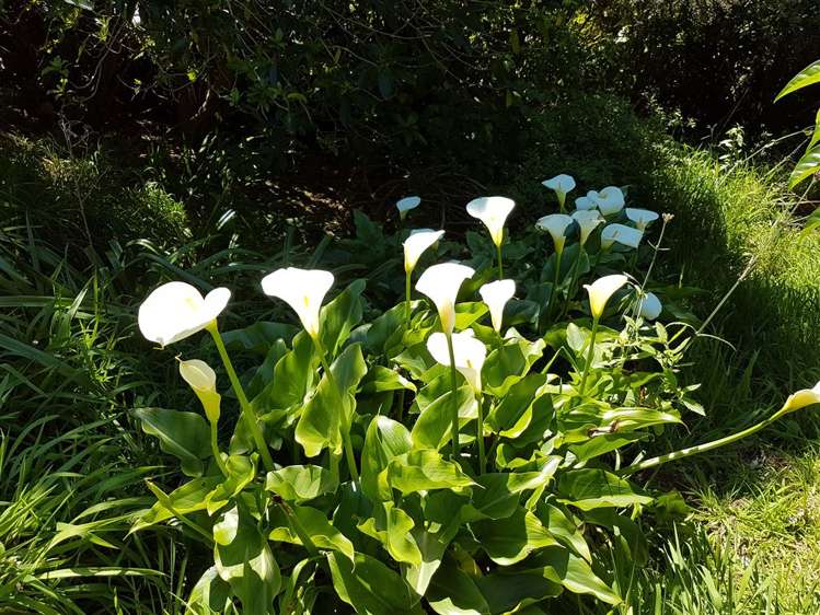 135 Akerbloms Road Kenepuru Sound_22