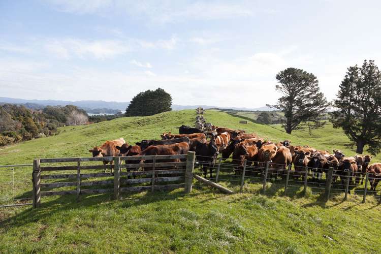 282 Lees Road Hahei_10