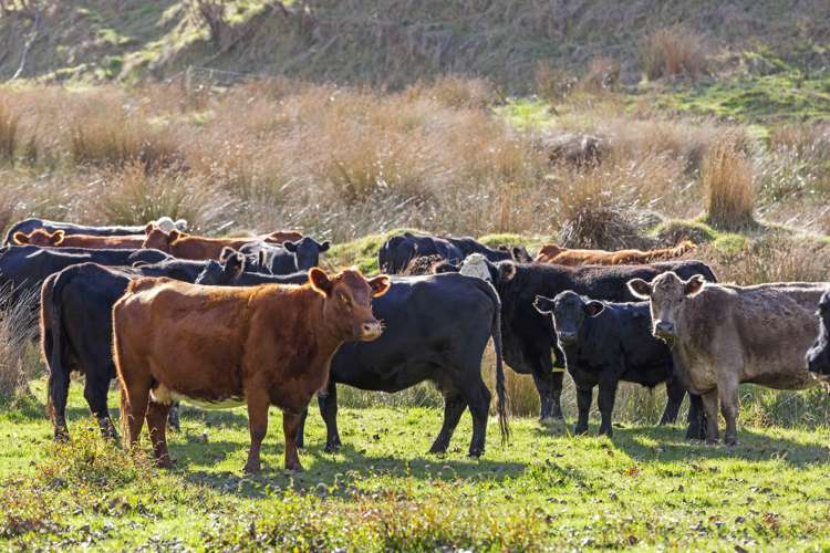 23 Hapurua Road Ohura_10