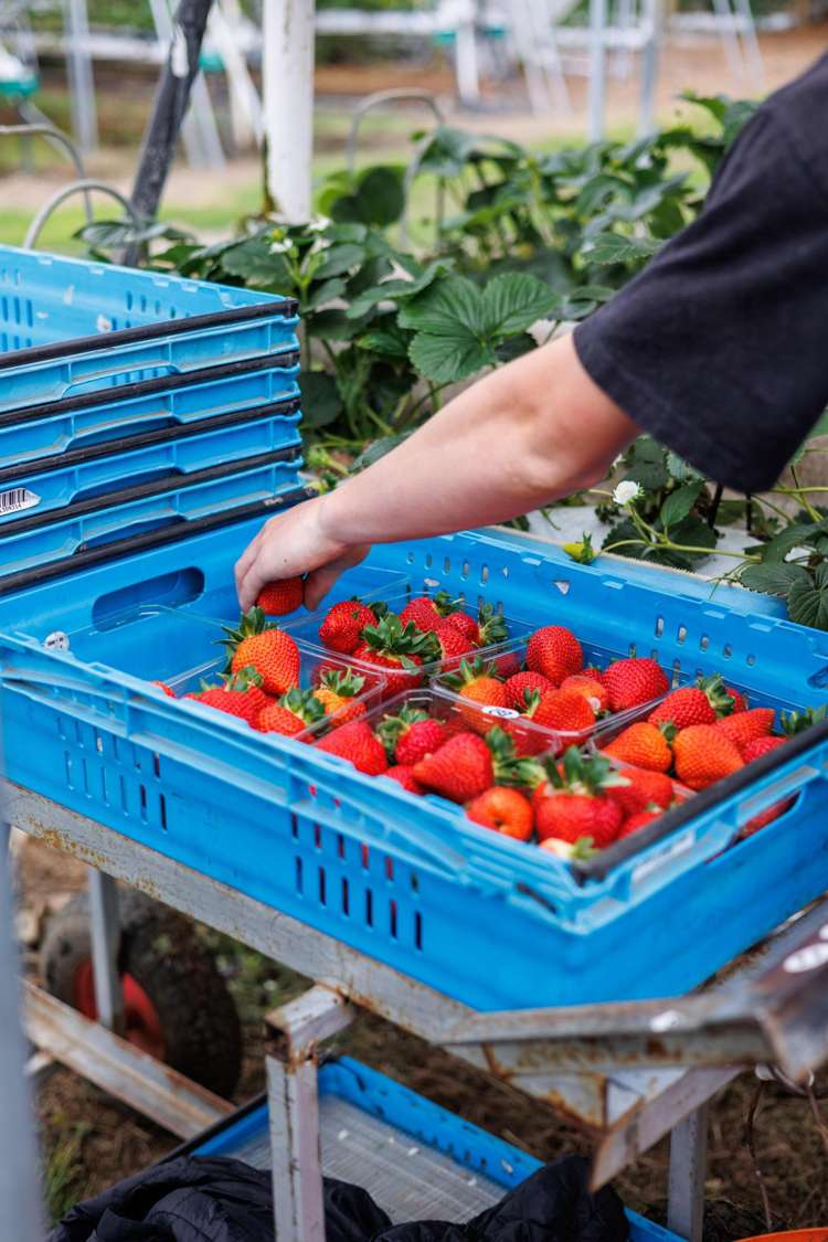 505 State Highway 2 Opaki_7