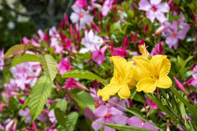 52 Walker Crescent Whau Valley_23