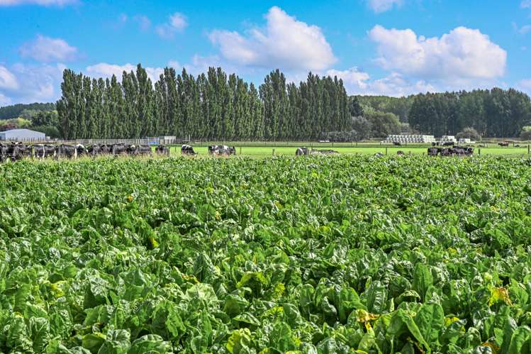 47 Wilson Road Timaru_36