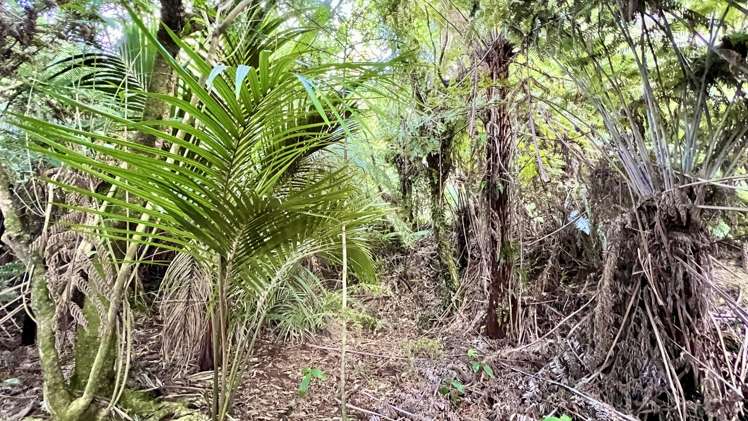 694 The 309 Road, Waiau Coromandel_14