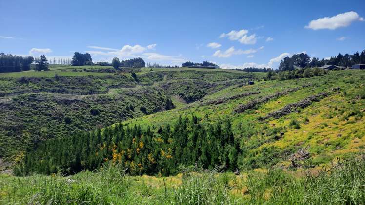 Sunflower Road Balclutha_1