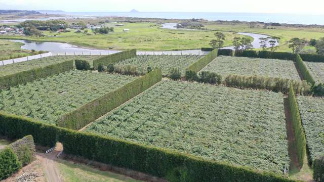 170 State Highway 35 Tirohanga_2