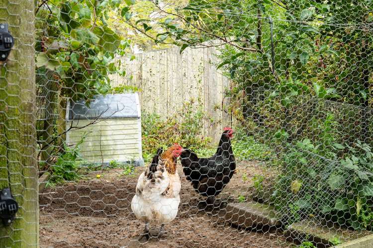 151 Kokopu Block Road Maungatapere_20